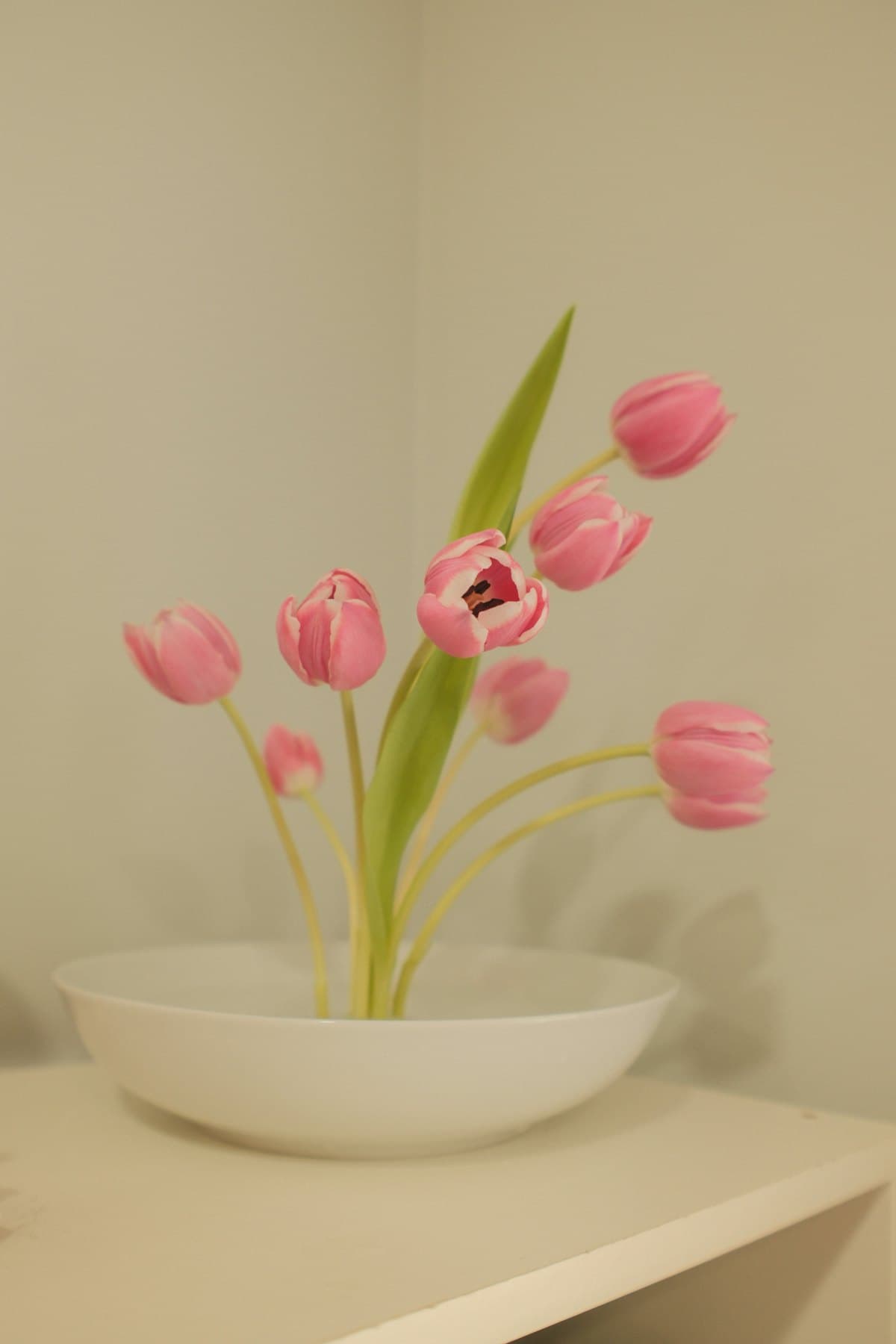 Pink tulips radiating from a shallow white bowl in a spare, modern arrangement